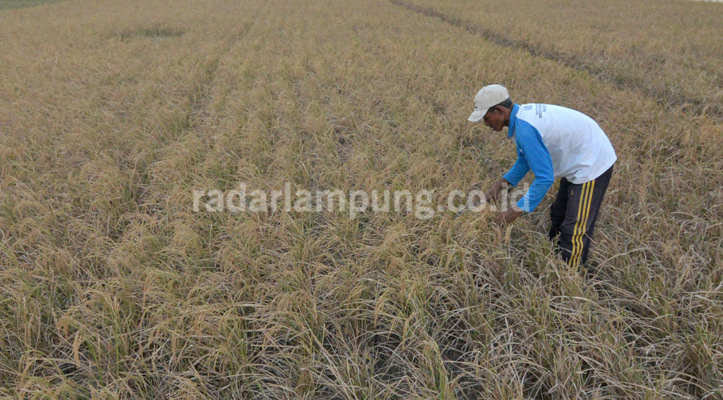Luas Sawah di Lambar Berkurang 971 Hektare