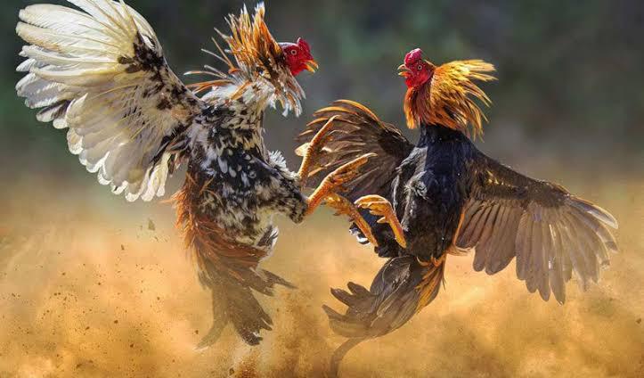 Gerebek Judi Sabung Ayam, Belasan Orang Diamankan