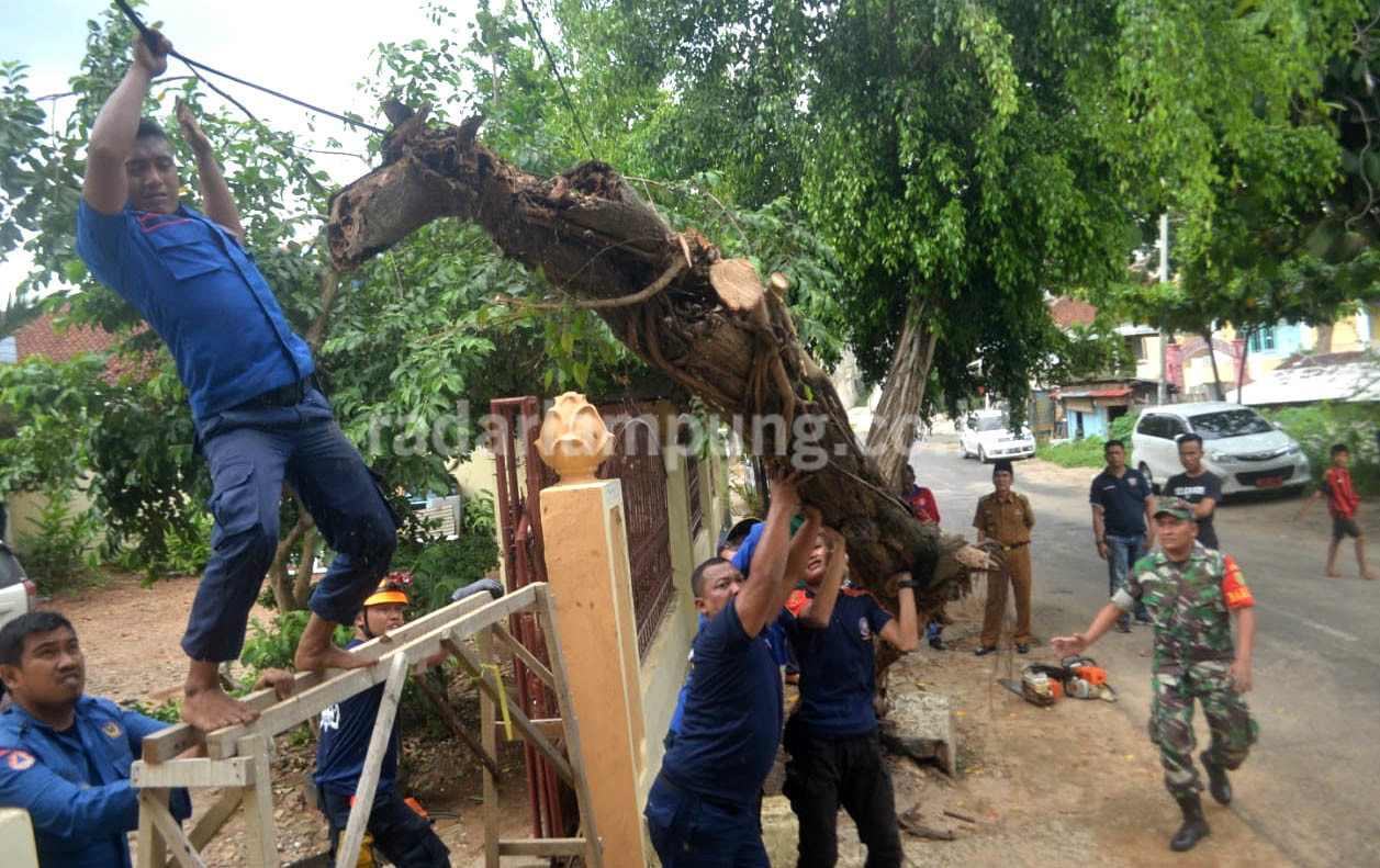 Tiga Kali Pohon Tumbang di TbU
