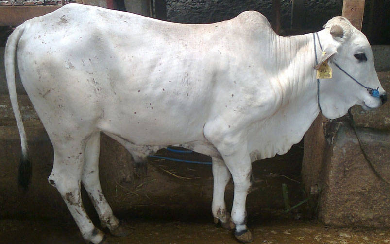 Lumbung Daging, Lamteng Selalu Jadi Terbaik Kedua dalam Prestasi