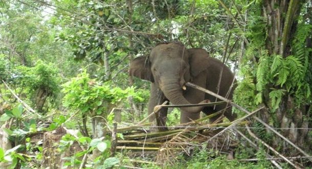 Belasan Gajah Tebar Teror, 11 Rumah Rusak