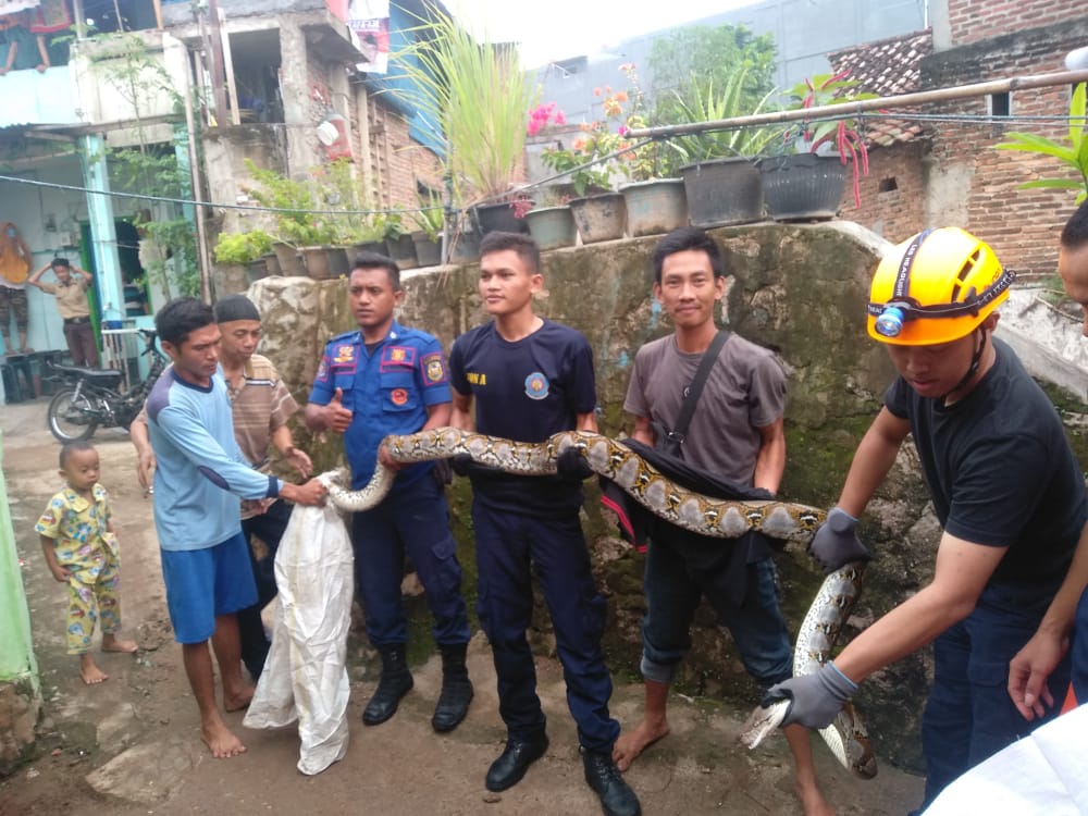 Lagi, Ular Piton 4 Meter Masuk Rumah Warga