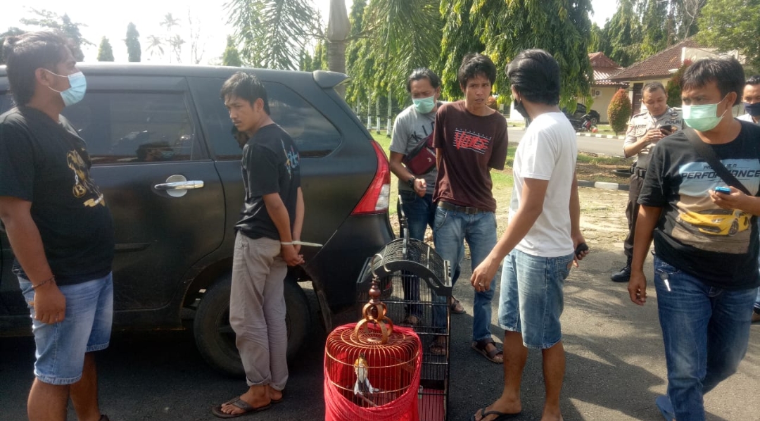 Sindikat Pencuri Burung Kicau Ditangkap Saat Asik Hisap Sabu