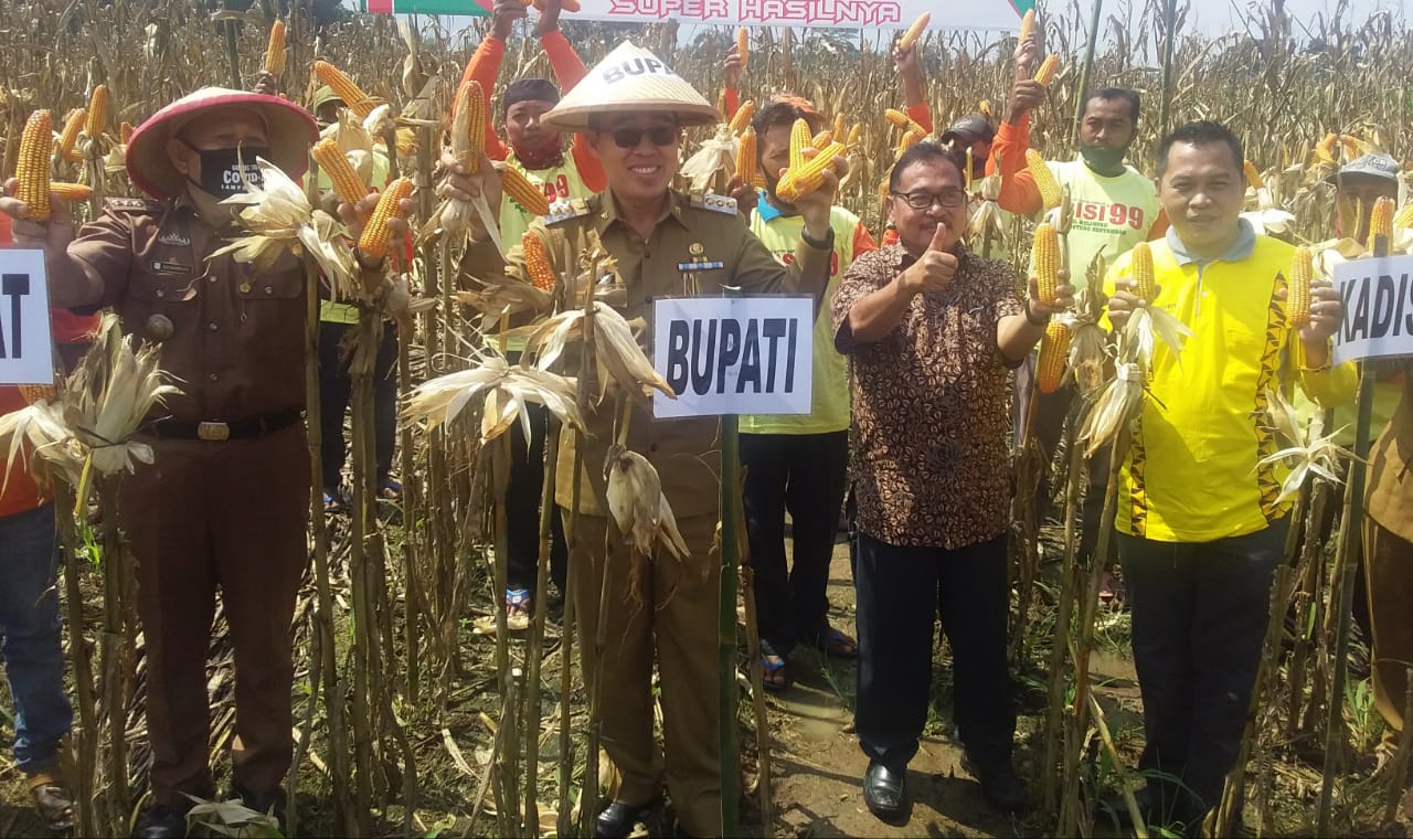 Lamtim Optimis Swasembada Jagung