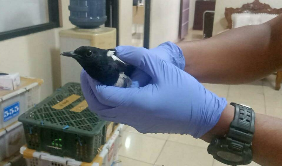 Gagalkan Penyeludupan Ribuan Burung Dari Bandarlampung