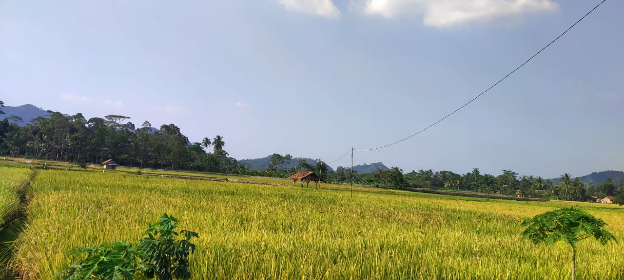 Lapor, Pringsewu Kekurangan Penyuluh Pertanian