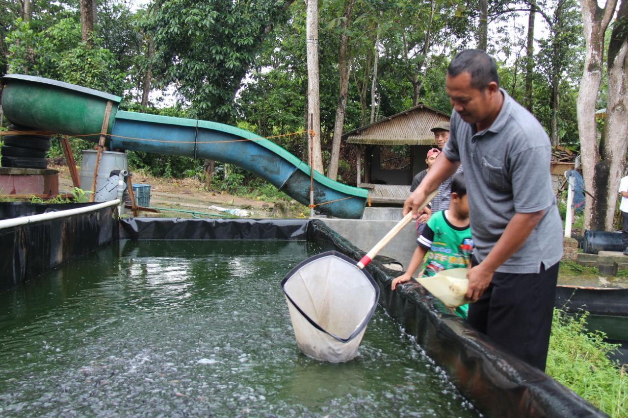 Bermula dari Dua Kolam, Pernah Tersapu Banjir, Kini Hasilkan Lele 15 Ton