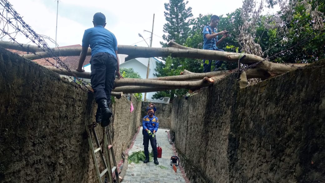 Satu Pohon Petai Tumbang, Tutup Akses Jalan Tiga RT