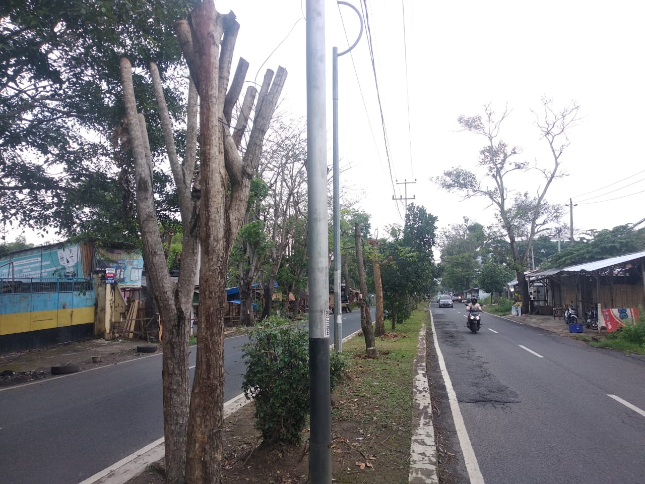 Soal Pangkas Pohon Bikin Distan Kecewa, Ini Tanggapan PLN Lampung