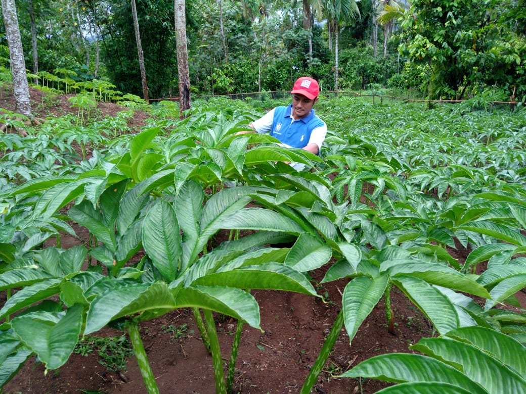 Menggiurkan, Tanam Porang Petani Suoh Mampu Raup Rp120 Juta