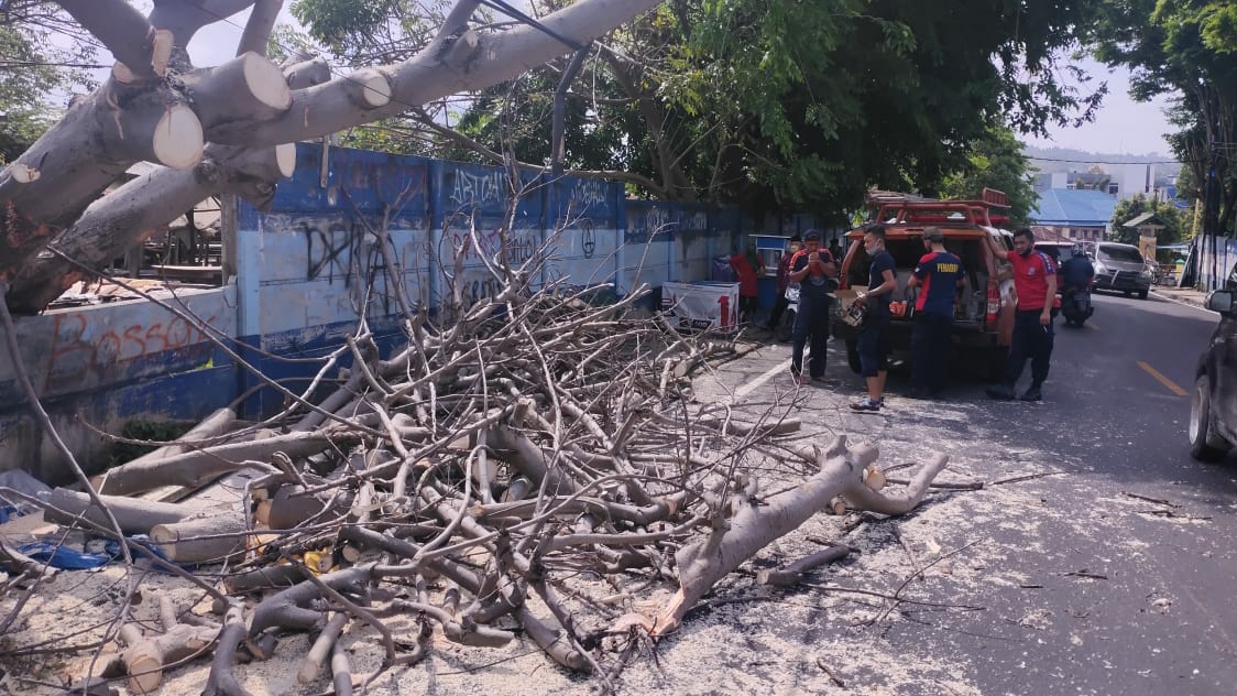 Nyaris, Pedagang Tertimpa Pohon Tumbang