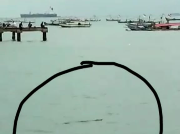 Awas Buaya! Jangan Mandi di Laut