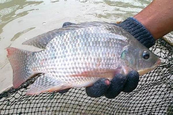 Salurkan Bantuan 250 Ribu Ekor Benih Ikan Nila