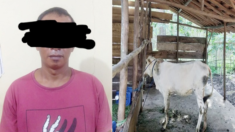 Buron 8 Bulan, Maling 5 Ekor Sapi Akhirnya Tertangkap