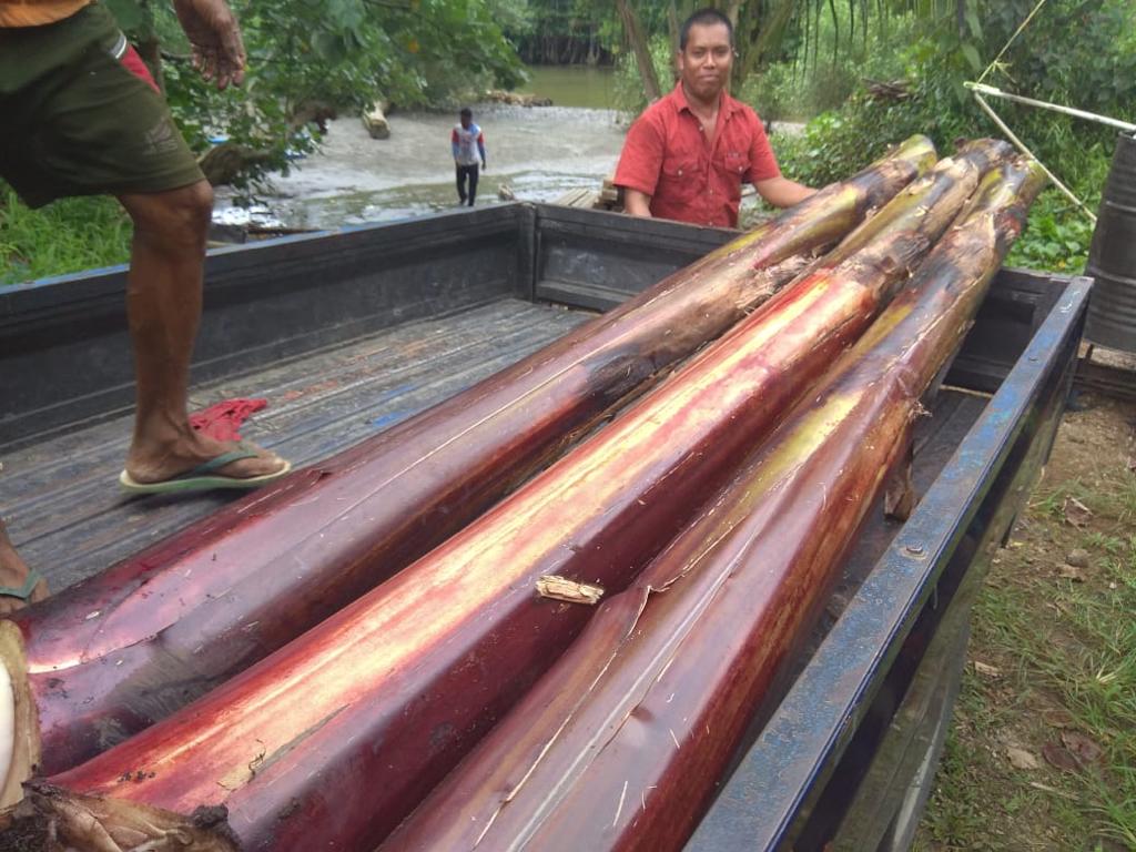 Kabupaten Kepulauan Talaud Miliki Potensi Besar Kembangkan Serat Pisang Abaka Bahan Baku Uang