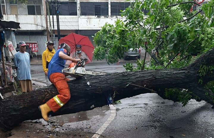 Hujan Deras, Pohon Mahoni Tumbang