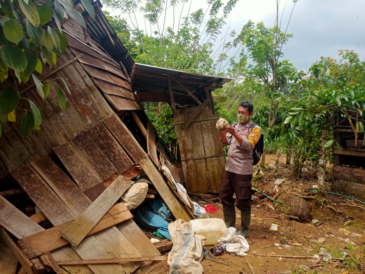 Konflik Gajah dan Manusia di Lambar, 50 Rumah dan Gubuk Rusak, Puluhan KK Mengungsi