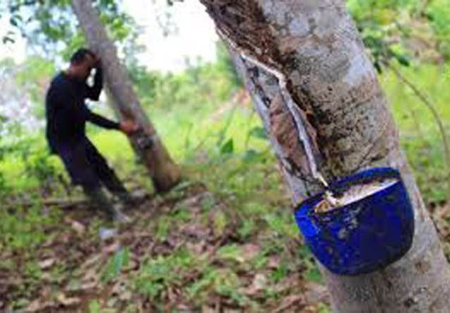 Akhir Tahun, Harga Karet di Mesuji Turun