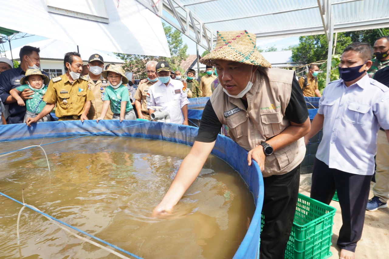 Produksi Ikan Tawar Lampung Didominasi Lele