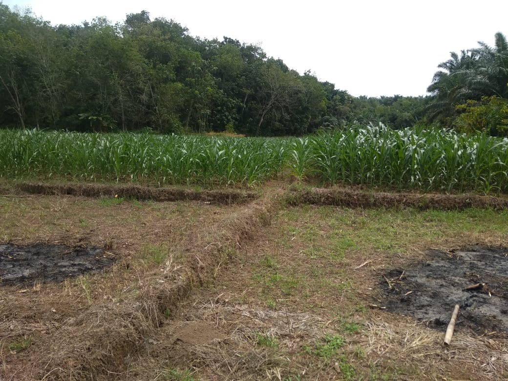 Kurang Air, Petani Ubah Sawah jadi Ladang Jagung