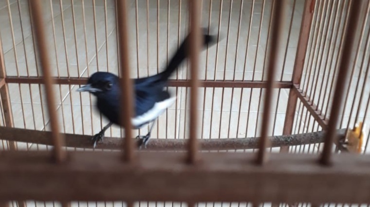 Burung Jadi Incaran Pencuri di Lamteng
