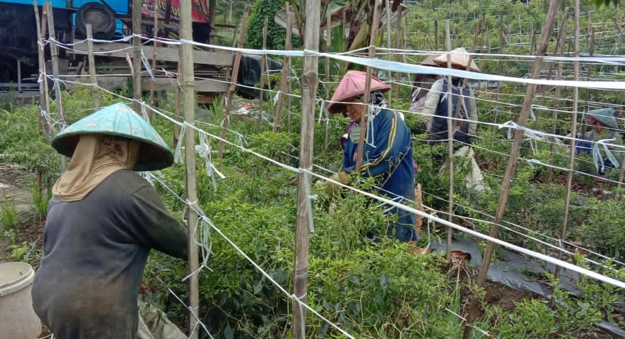 Di Lambar, Cabai Keriting Rp80 Ribu Per Kilogram