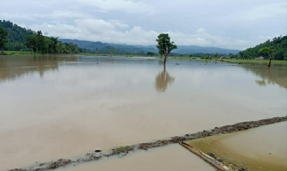 Banjir, Ratusan Ha Sawah di Pesawaran Terendam