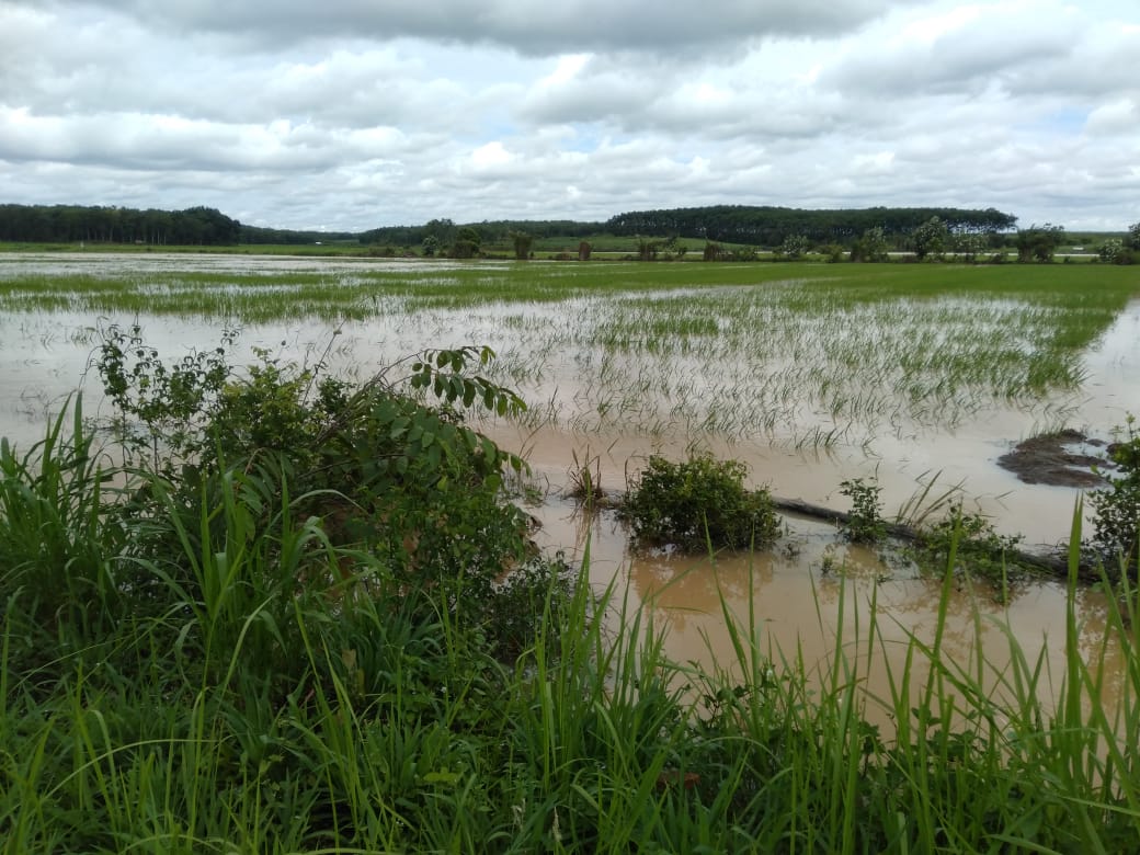 Sedih, Sawah Petani di Waykanan Puso