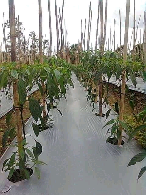 Warga ‘Sulap’ Lahan Tidur jadi Kebun Cabai