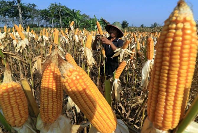 Dinas Pertanian dan TPH Lamteng Minim Data Produksi Pangan
