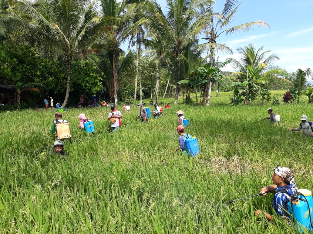 Dimotori DTPH Lambar, Petani Enam Pekon ‘Perangi’ Hama Wereng