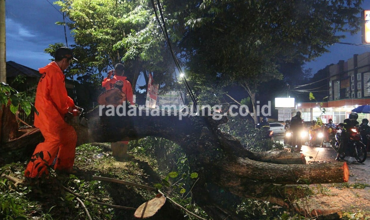 Braak! Pohon Tumbang Timpa Mobil di Gang PU