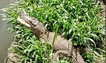 Warga Resah, Dua Anak Buaya Muncul di Gorong-gorong Kaliawi