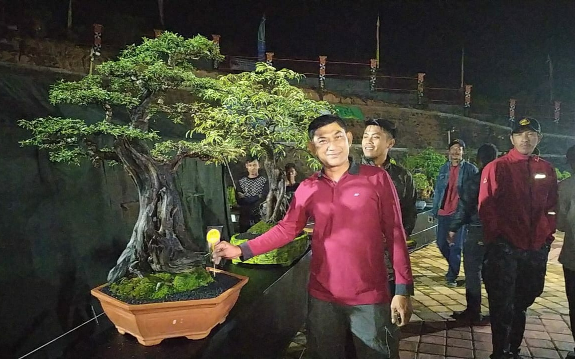 Siap-siap, Ada Kontes dan Pameran Bonsai Nasional di Lambar