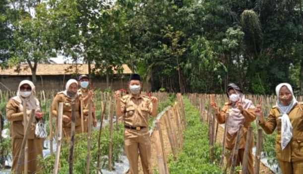 Kembangkan Cabai Organik di Adiluwih