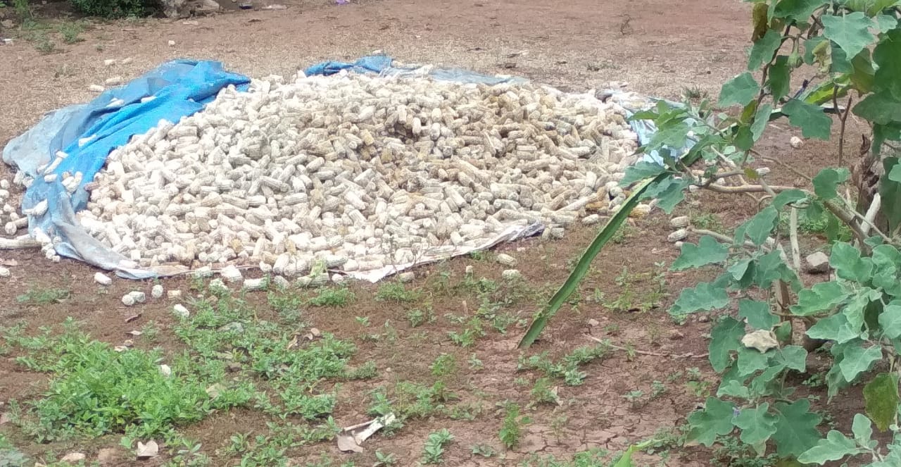 Warga Waykanan Ini Gunakan Bonggol Jagung untuk Budidaya Jamur Merang
