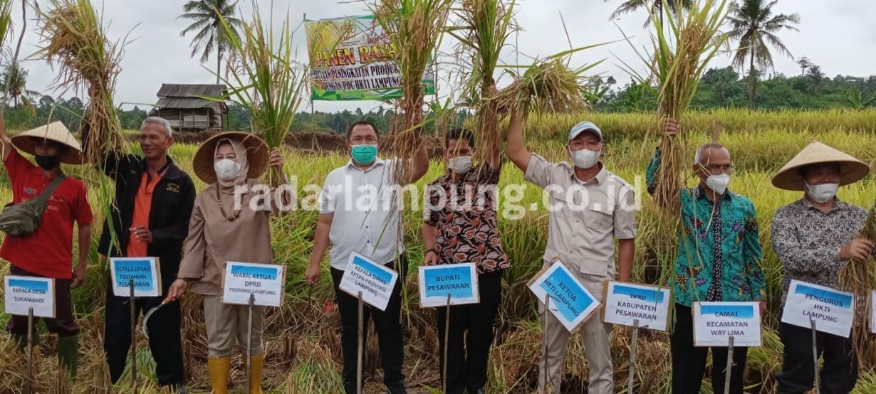 HKTI Lampung Panen Perdana Padi di Waylima