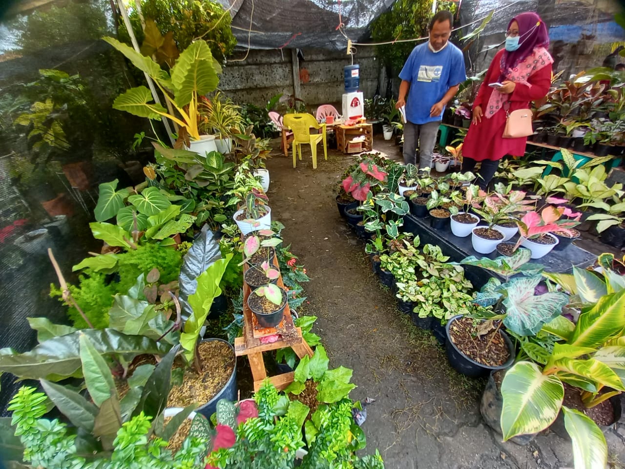 Laris Manis, Omset Jutaan Per Hari Didapat Master Andalas Flores