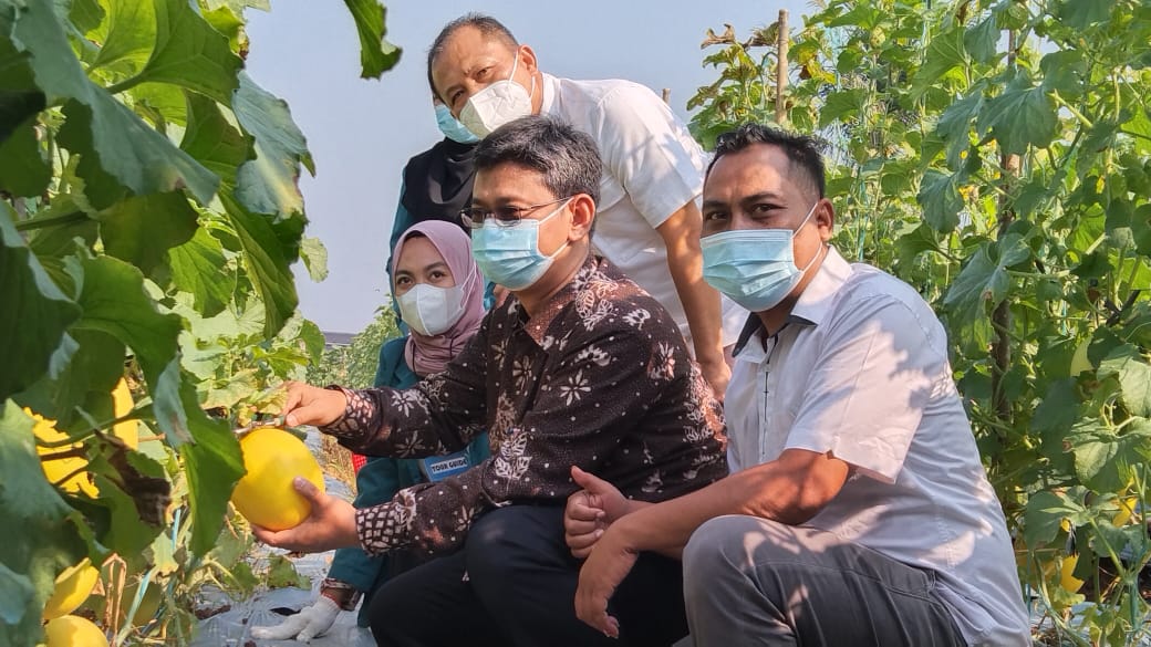 Woro-Woro ! Kebun Melon Unila Buka Lagi untuk Umum