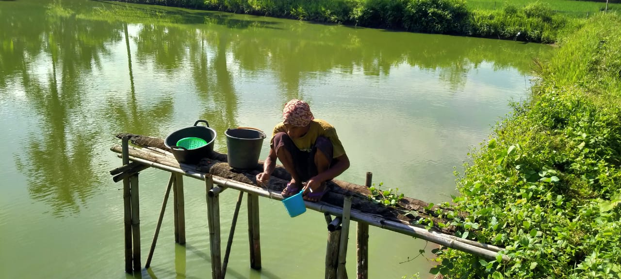 2020, Produksi Ikan Air Tawar Pringsewu 11.819 Ton