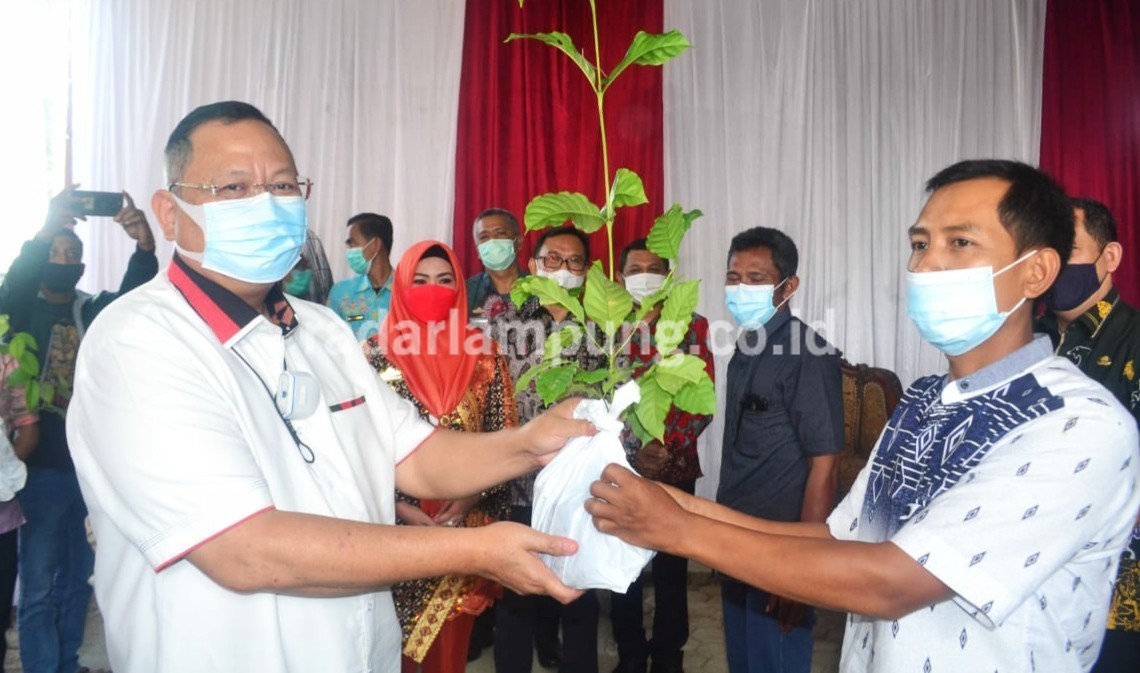 Tiga Kecamatan Jadi Lokasi Kebun Percontohan Lada Terintegrasi Dengan Kopi