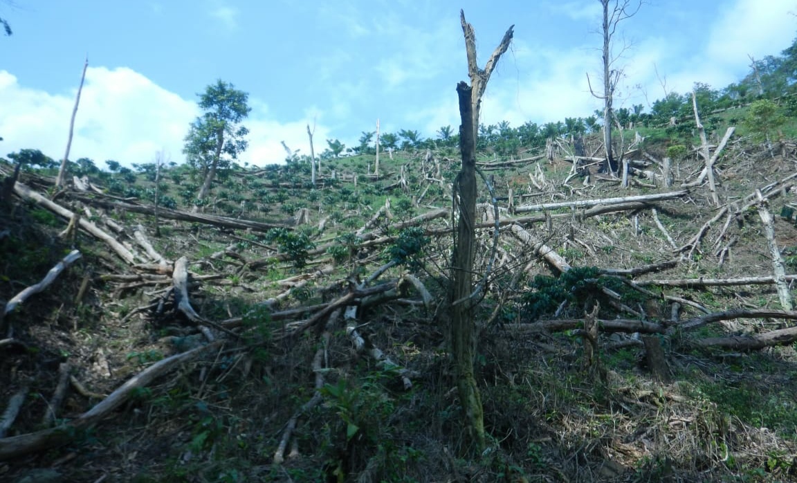 Ada Pembukaan Hutan di TNBBS, Siapa Pelakunya?