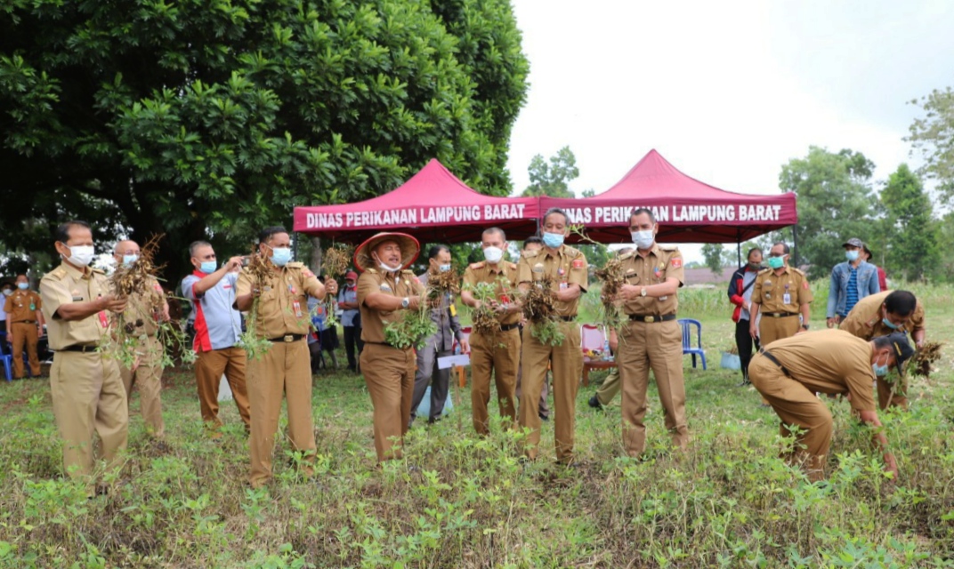 Pemkab Lambar Panen Perdana Pangan Mandiri