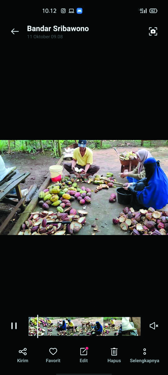 Kombucha Pulpa Kakao Jadi Produk Minuman Kaya Manfaat