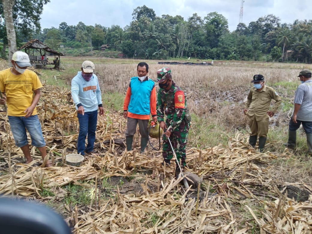 Brantas Tikus, Warga Pelindung Jaya Bersama Forkopimcam Gelar Gropyokan