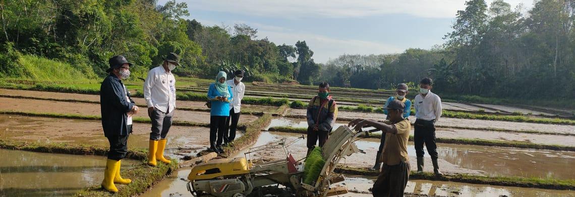 DTPHP Way Kanan Dampingi Petani Tanam Padi Pakai Transplanter