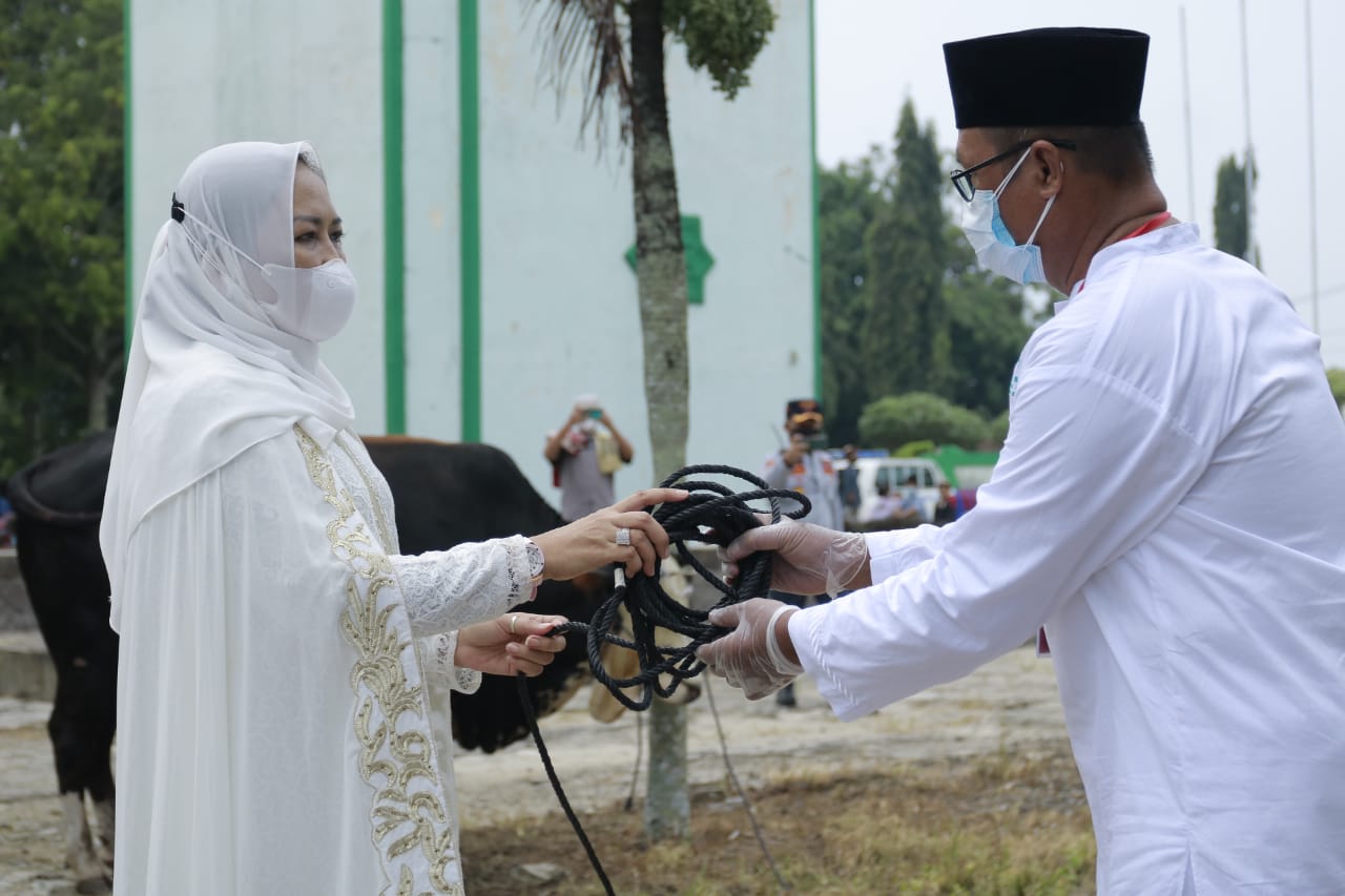 Pemkab Tuba Kurban 6 Ekor Sapi, 3 Kerbau, dan 3 Kambing