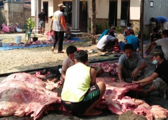 Tim Keswan Pringsewu Temukan Cacing Hati Dari Dua Sapi Kurban