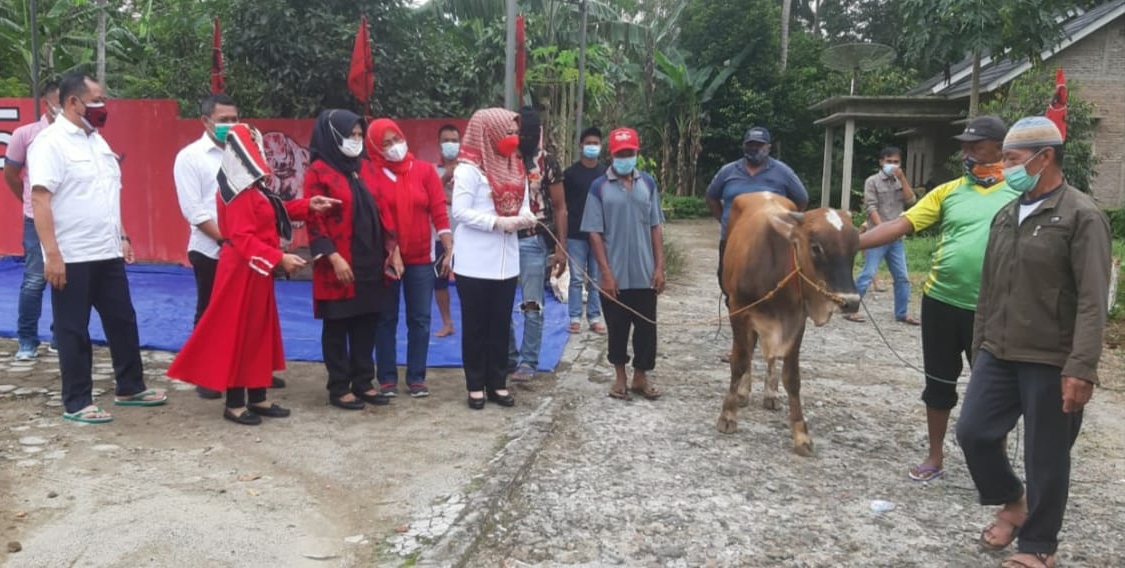DPC PDIP Tanggamus Kurban Satu Ekor Sapi