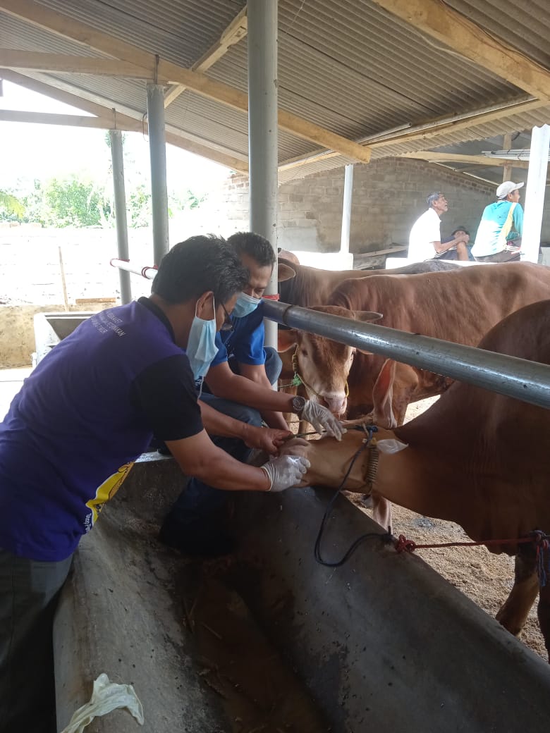 Kebutuhah Hewan Qurban Lamtim Capai 12.952 Ekor